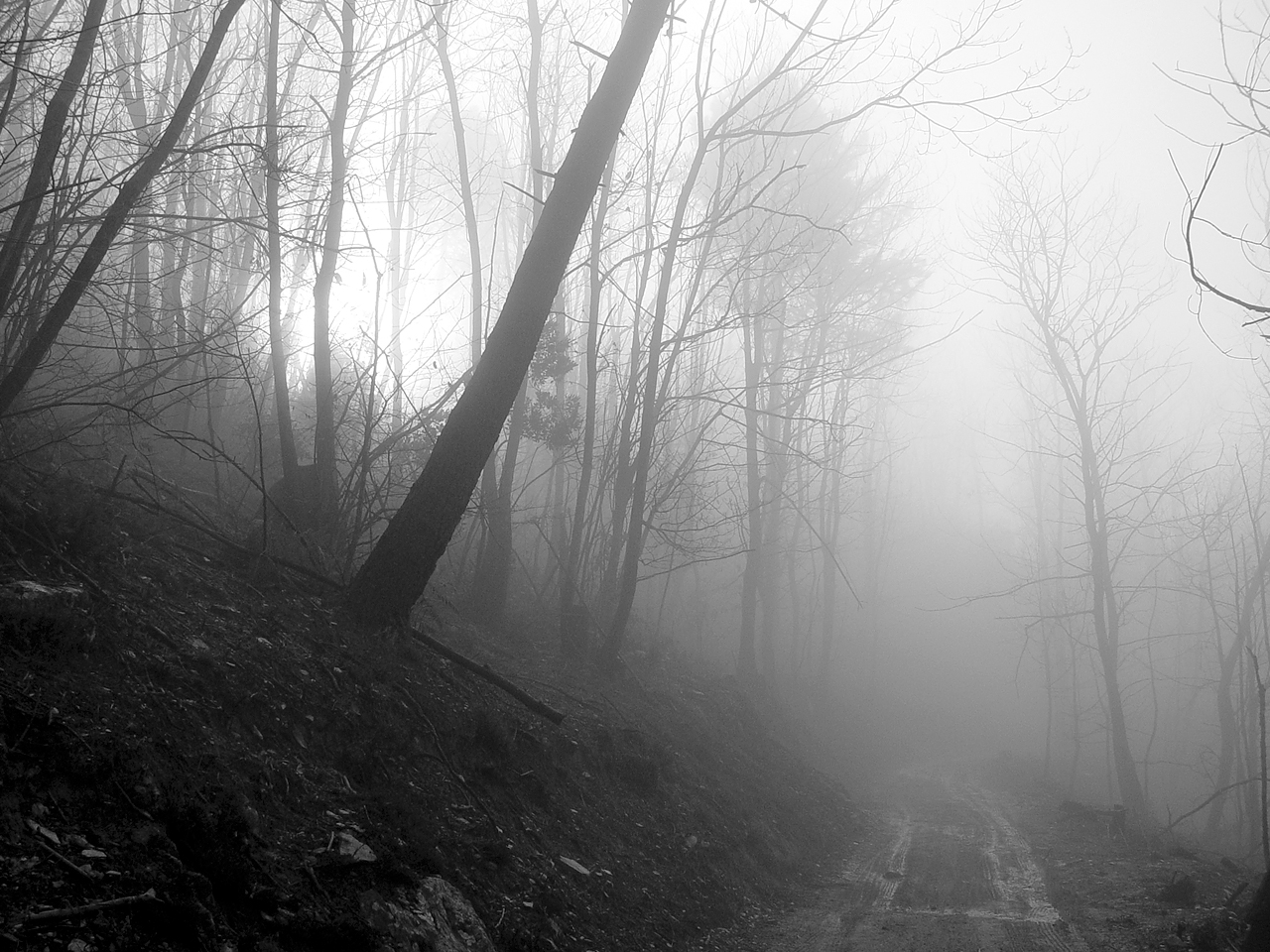 Black and white picture of foggy forest